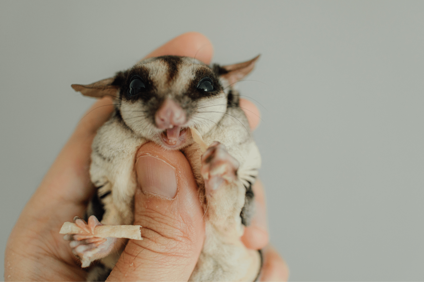 Do Sugar Gliders Bite Their Owners? Understand & Prevent It